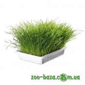 Trixie Cat Grass